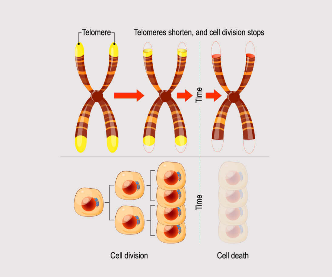 Telomeres