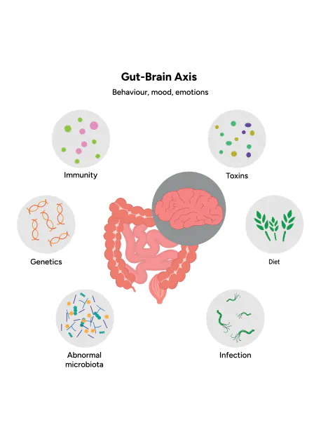 gut-brain axis