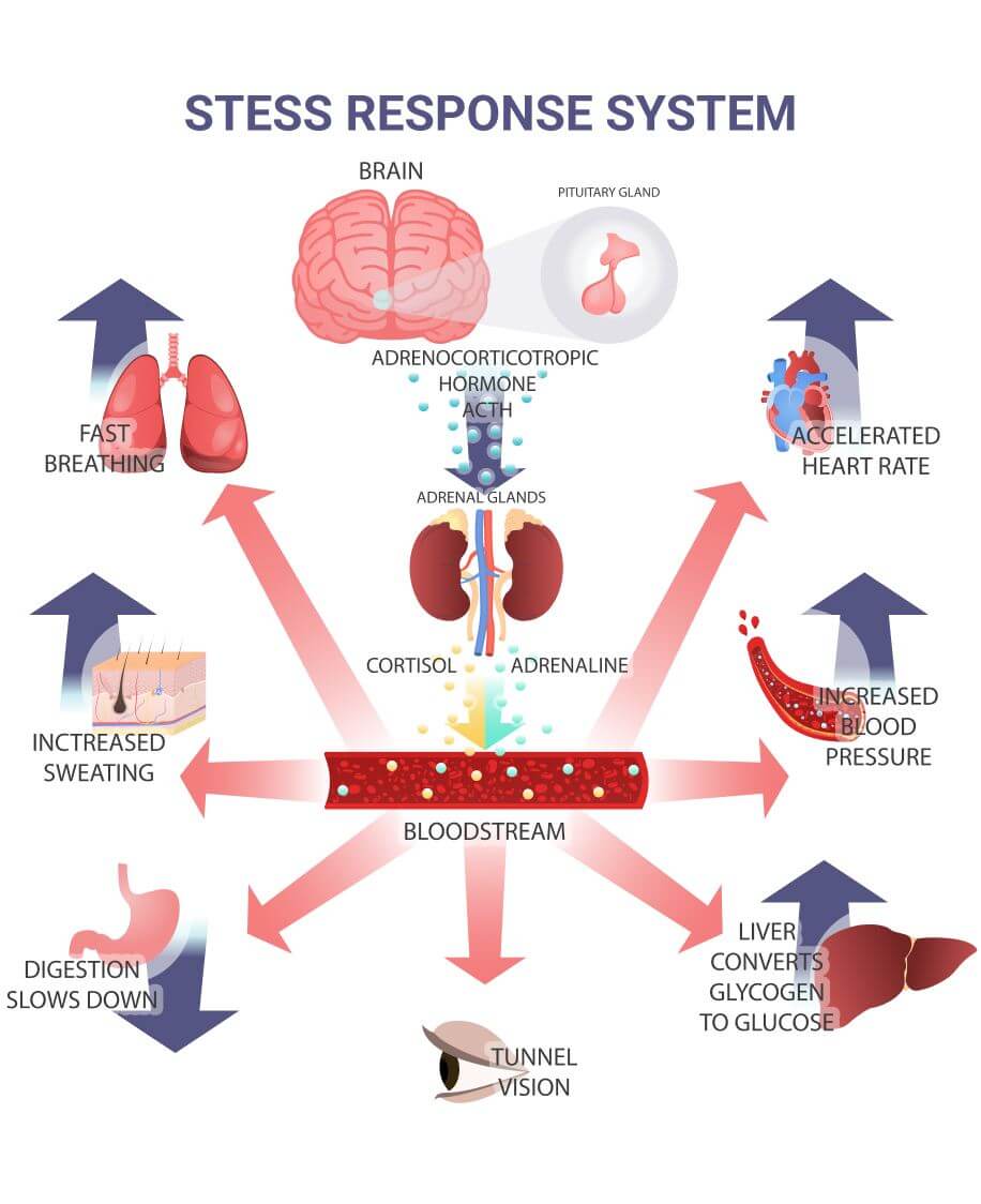 Stress response system