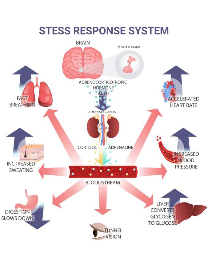 Stress response system