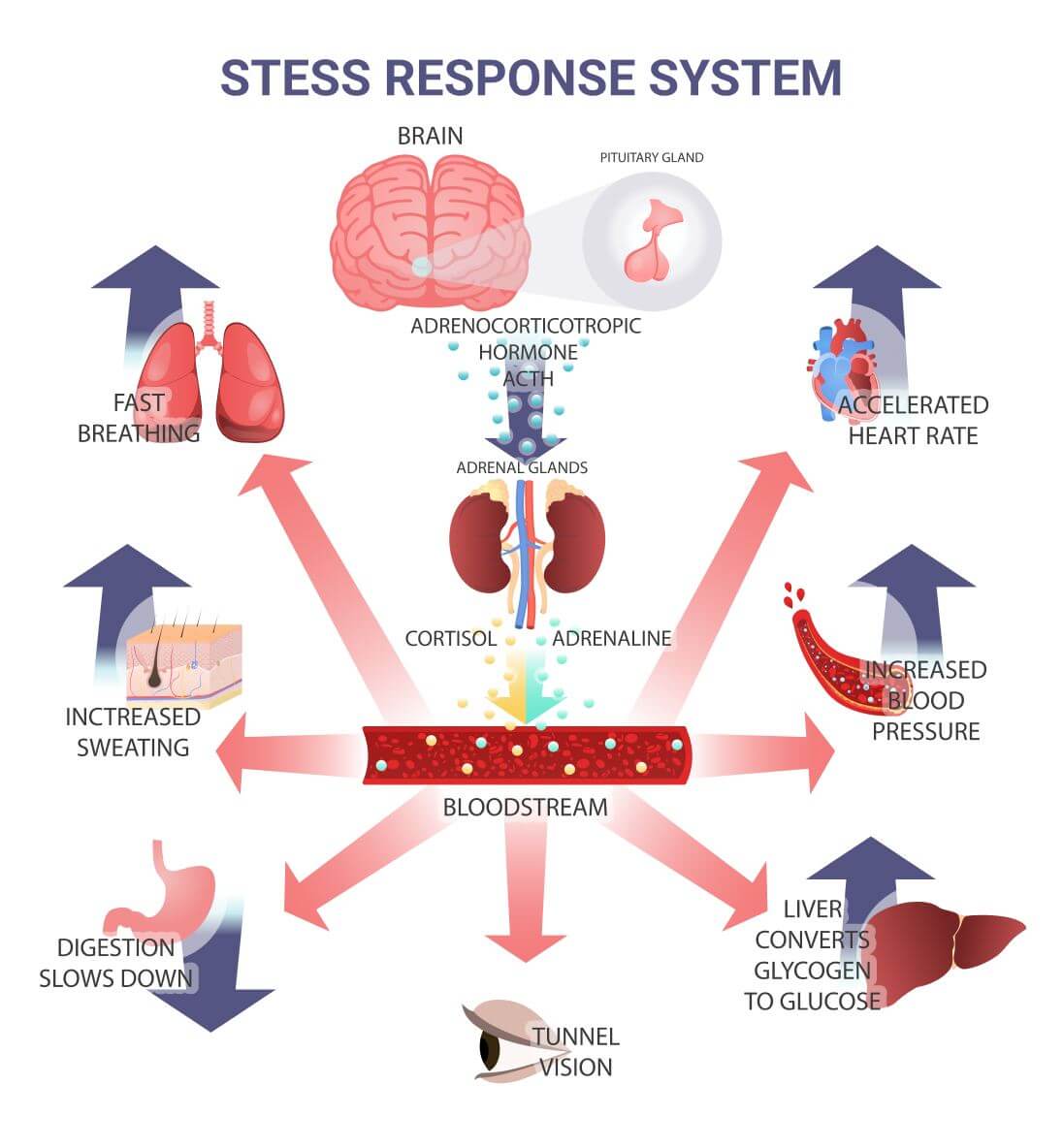 Stress response system
