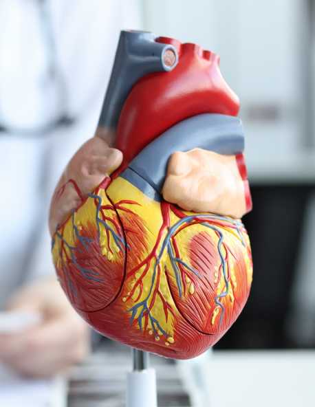 Heart model