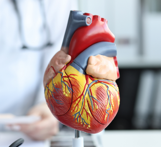 Heart model
