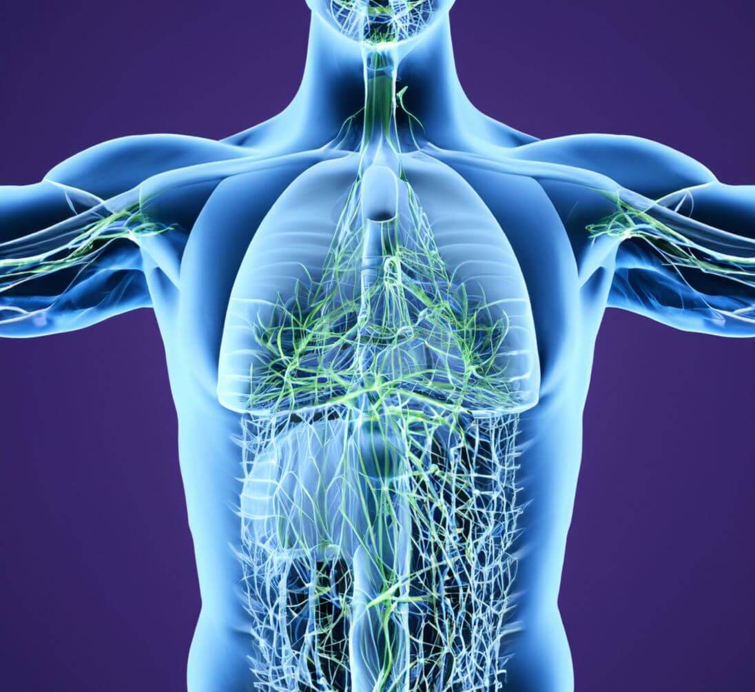 Lymphatic system