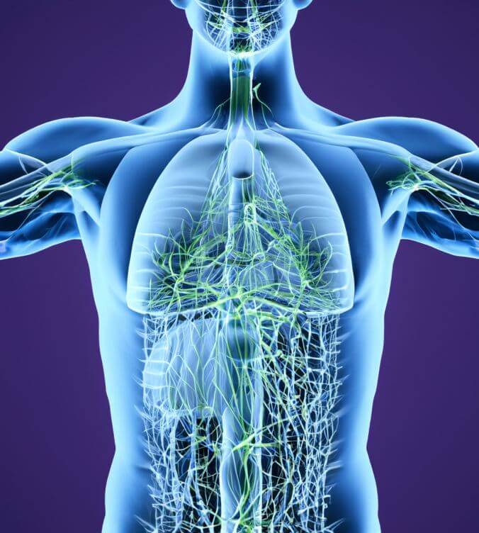 Lymphatic system